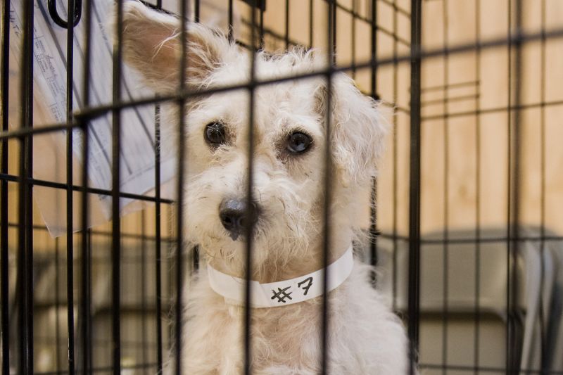 Emergency Pet Shelter Laws – Evacuation Planning Animal Access and Local Responsibilities